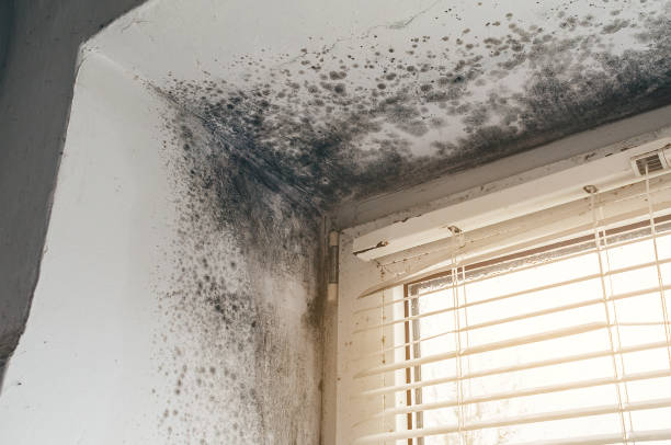Affordable Mold Cleanup solutions in Wilson, PA